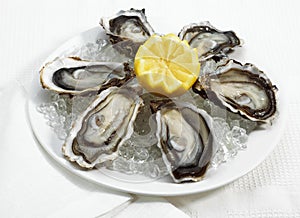 French Oyster called Marennes d`Oleron, Fresh Seafood on Ice