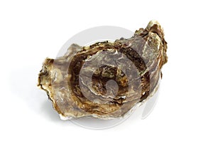 French Oyster Called Marennes d`Oleron, ostrea edulis, Seafood against White Background