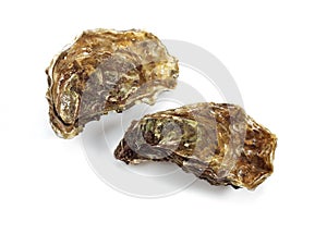 French Oyster Called Marennes d`Oleron, ostrea edulis, Seafood against White Background