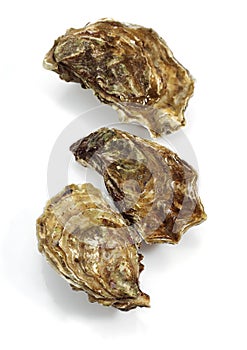 French Oyster Called Marennes d`Oleron, ostrea edulis, Seafoods against White Background 065173 Gerard LACZ Images