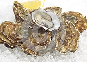 French Oyster Called Marennes d`Oleron, ostrea edulis, Seafoods on Ice