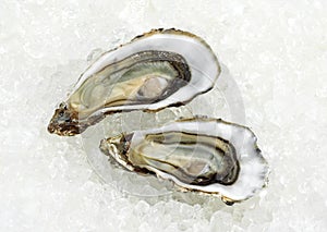 French Oyster Called Marennes d`Oleron, ostrea edulis, Seafoods on Ice