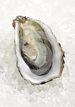 French Oyster Called Marennes d`Oleron, ostrea edulis, Seafoods on Ice