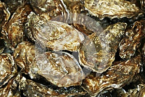 French Oyster, Fine de Claire, ostrea edulis