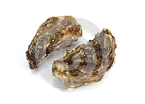 FRENCH OYSTER MARENNES D`OLERON ostrea edulis AGAINST WHITE BACKGROUND