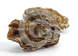 FRENCH OYSTER MARENNES D`OLERON ostrea edulis AGAINST WHITE BACKGROUND