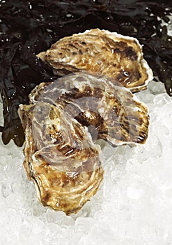 FRENCH OYSTER MARENNES D`OLERON ostrea edulis ON ICE