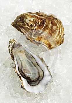 FRENCH OYSTER MARENNES D`OLERON ostrea edulis ON ICE