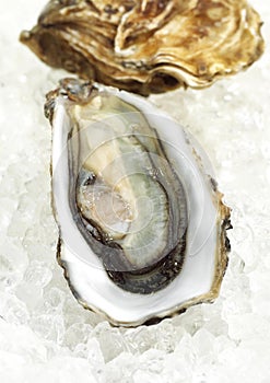 FRENCH OYSTER MARENNES D`OLERON ostrea edulis ON ICE