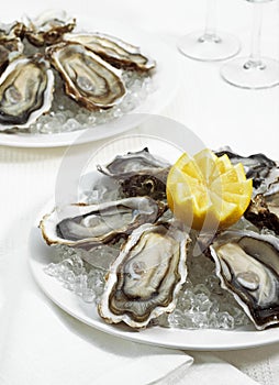 FRENCH OYSTER MARENNES D`OLERON ostrea edulis WITH YELLOW LEMON ON PLATE