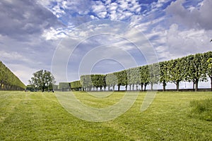 French palised trees on lawn in Bellevue, France