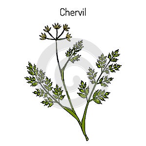 French parsley or garden chervil Anthriscus cerefolium , spice and medicinal plant
