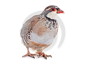 French Partridge, Alectoris rufa