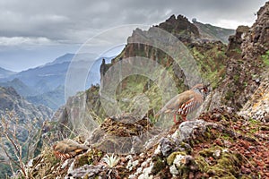 French partridge in Madeira