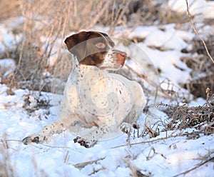 French Pointing Dog lying in the snow