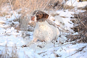 French Pointing Dog lying in the snow