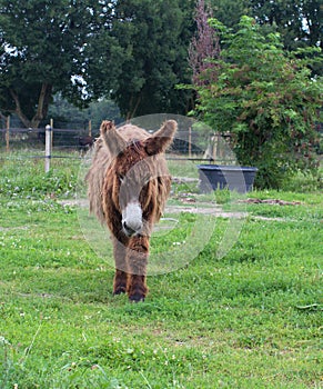 French Poitou donkey looking like big teddy bear in meadow