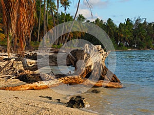 French Polinesia lonly beach with old trunk photo