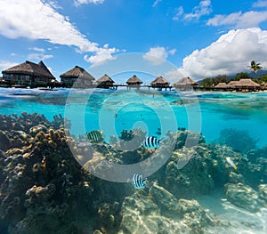 French Polynesia above and bellow water