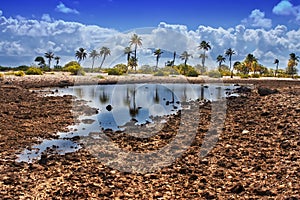 French Polynesia. Coral fields and palm trees.