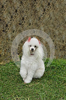 French poodle 7