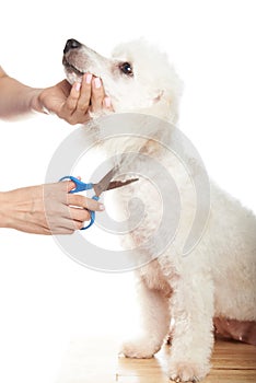 French poodle hair cut