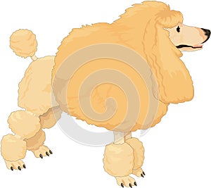 French Poodle Illustration