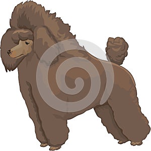 French Poodle Illustration