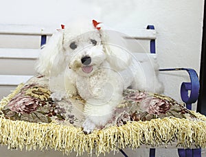 French poodle on pillow