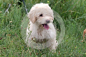 French poodle puppy