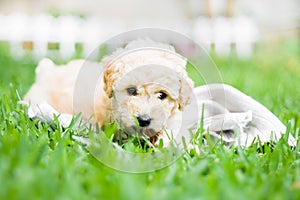 French Poodle Puppy