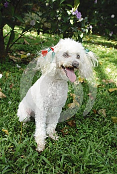 French poodle sitting