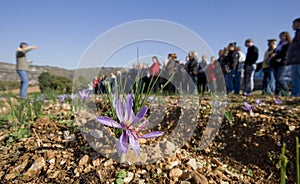 Safran du Quercy photo