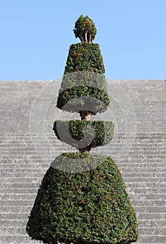 French pruned shrub in Versailles