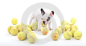 French puppy bulldog with tennisballs,