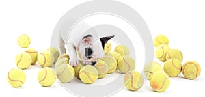 French puppy bulldog with tennisballs, isolated