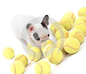 French puppy bulldog with tennisballs, isolated