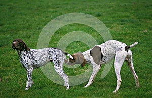 French Pyrenean Pointer Dog, Male smelling a Female in Heat