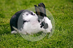 French Rabbit Called Geant Papillon Francais, Adult standing on Grass