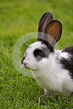 French Rabbit Called Geant Papillon Francais, Adult standing on Grass