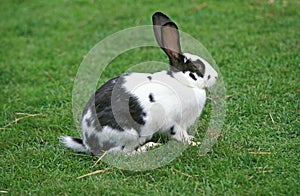 French Rabbit Called Geant Papillon Francais, Adult standing on Grass