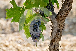 French red AOC wine grapes plant, new harvest of wine grape in