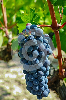 French red AOC wine grapes plant, new harvest of wine grape in