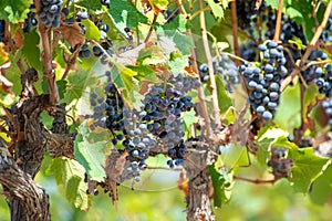 French red AOC wine grapes plant, new harvest of wine grape in