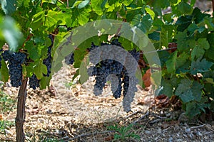 French red AOC wine grapes plant, new harvest of wine grape in France, Vaucluse, Gigondas domain or chateau vineyard Dentelles de