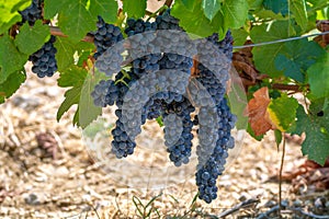 French red AOC wine grapes plant, new harvest of wine grape in France, Vaucluse, Gigondas domain or chateau vineyard Dentelles de