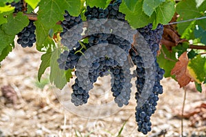 French red AOC wine grapes plant, new harvest of wine grape in