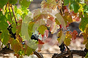 French red AOC wine grapes plant, new harvest of wine grape in