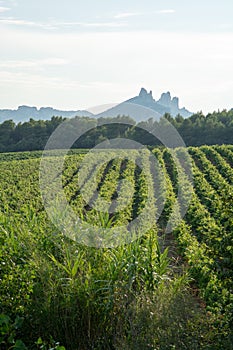 French red AOC wine grapes plant, new harvest of wine grape in