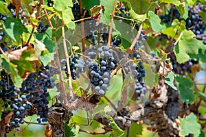 French red AOC wine grapes plant, new harvest of wine grape in